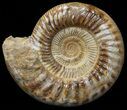Wide Jurassic Ammonite Fossil - Madagascar #59612-1